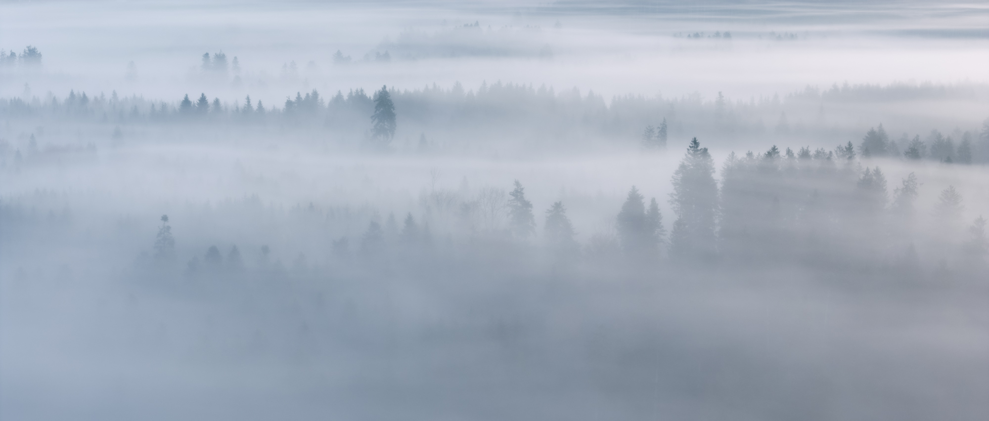 Nebliger Morgen
