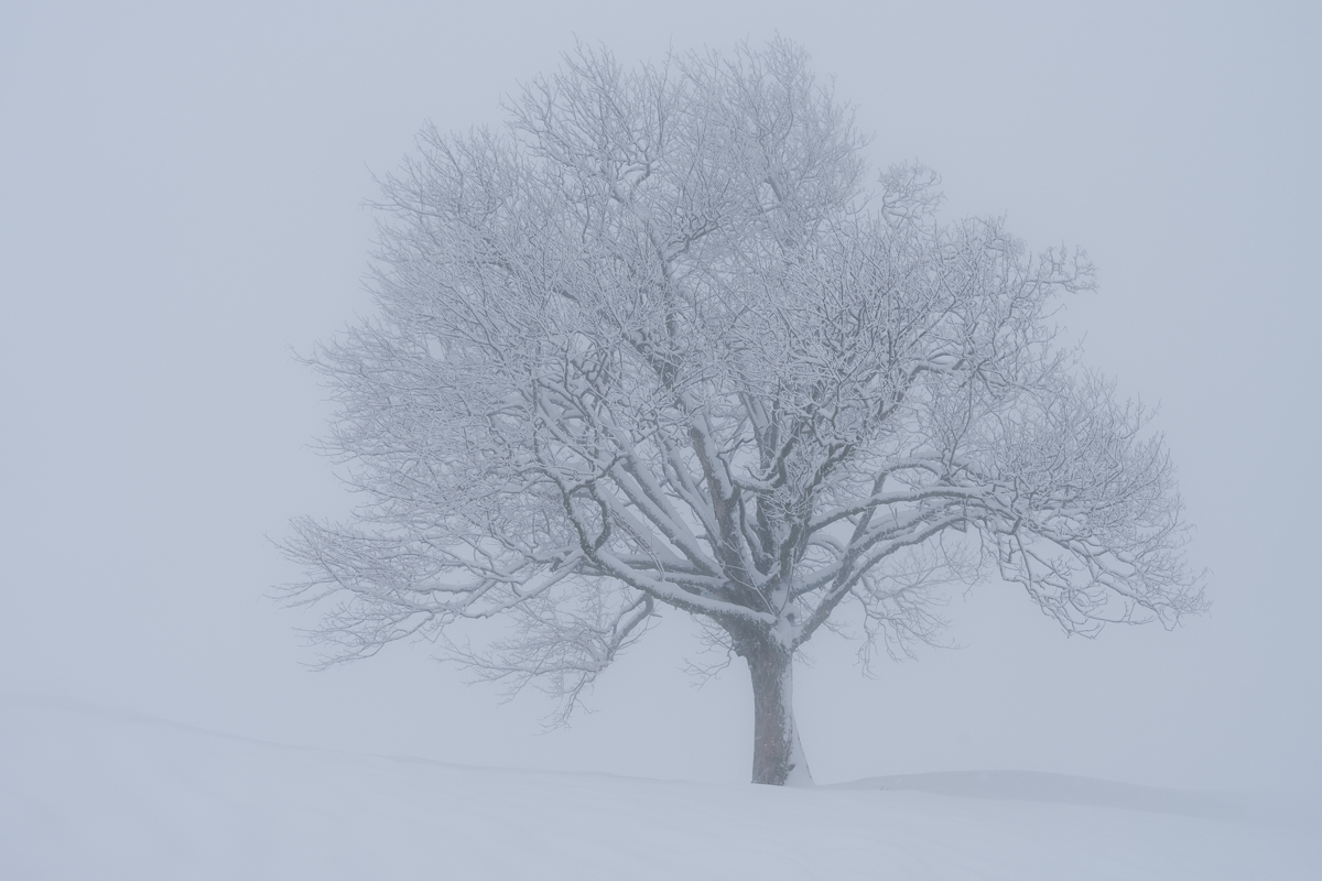 Der Baum