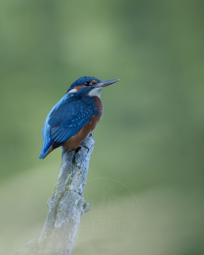 Eisvogel