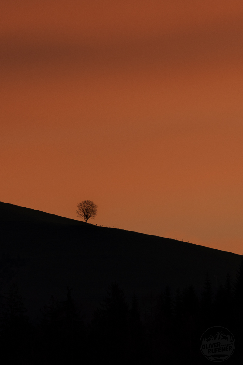 Baum im Morgenlicht