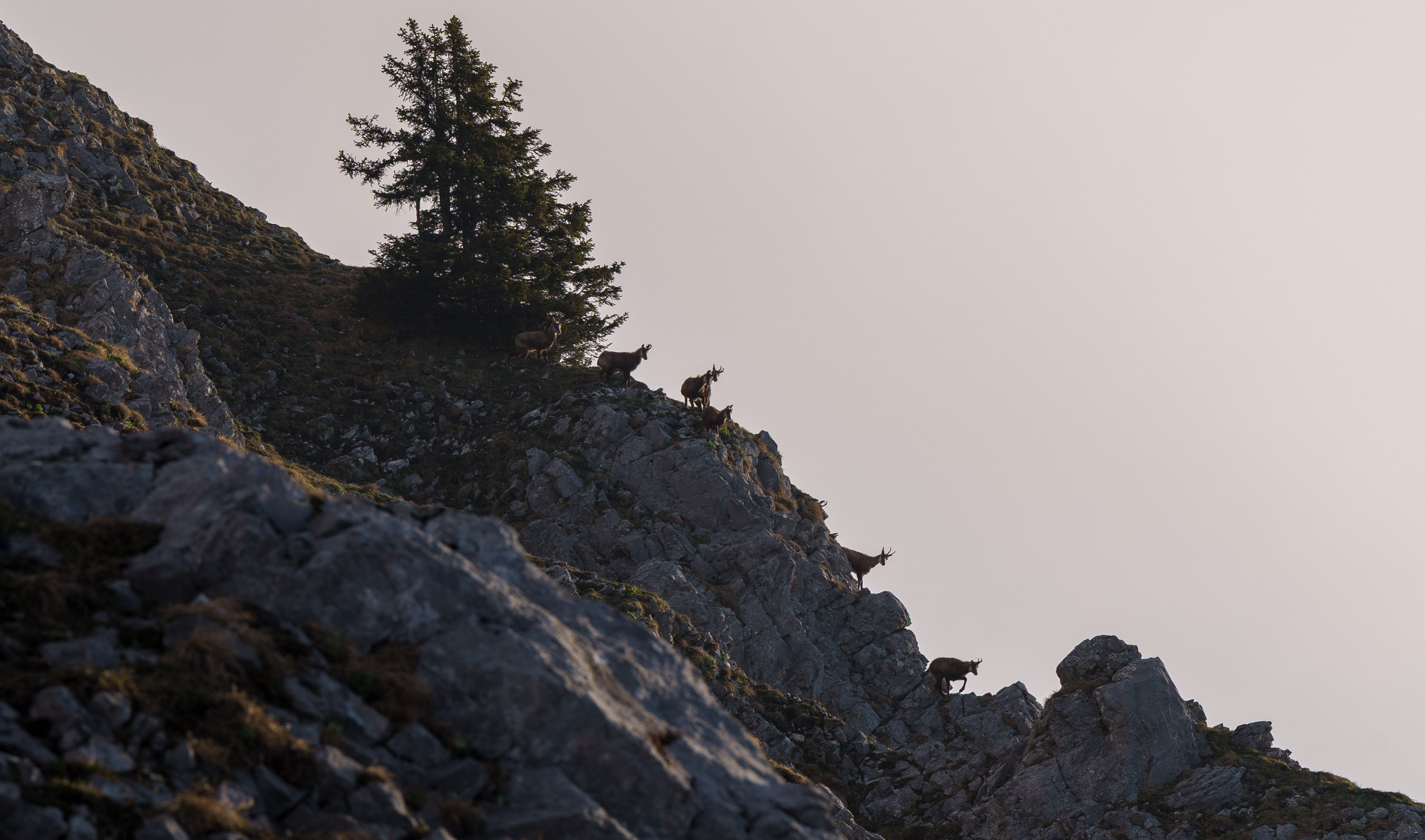 Gämsen, Gams, Gemschi, Gipfeltour Schweiz Bergfotografie Frühling Wandern ohne Schnee Fotograf Schweiz Blog Sony A7 IV Bergtour Frühling in den Bergen Nebelstimmung Berge Wanderung 2026