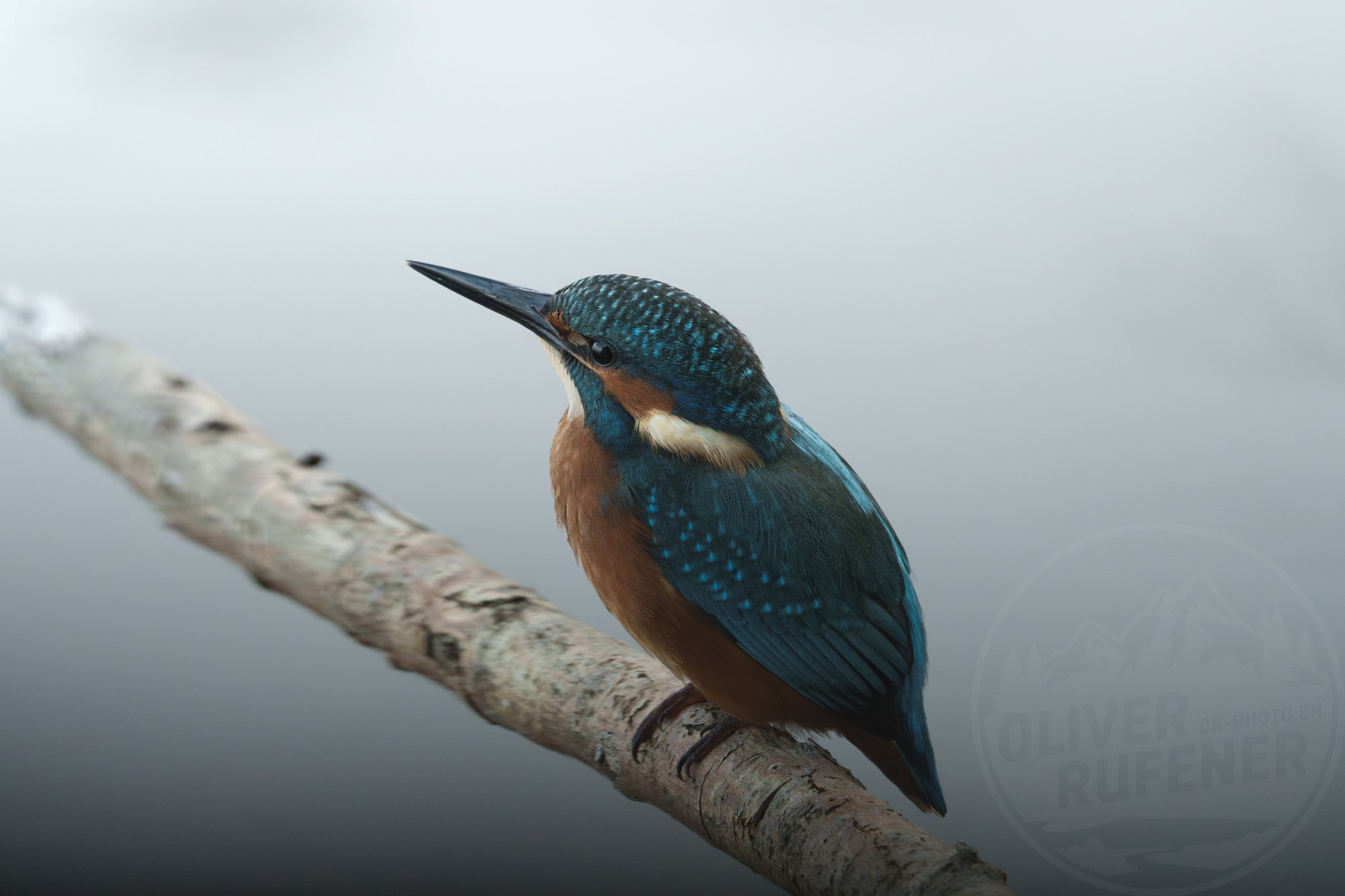 Eisvogel