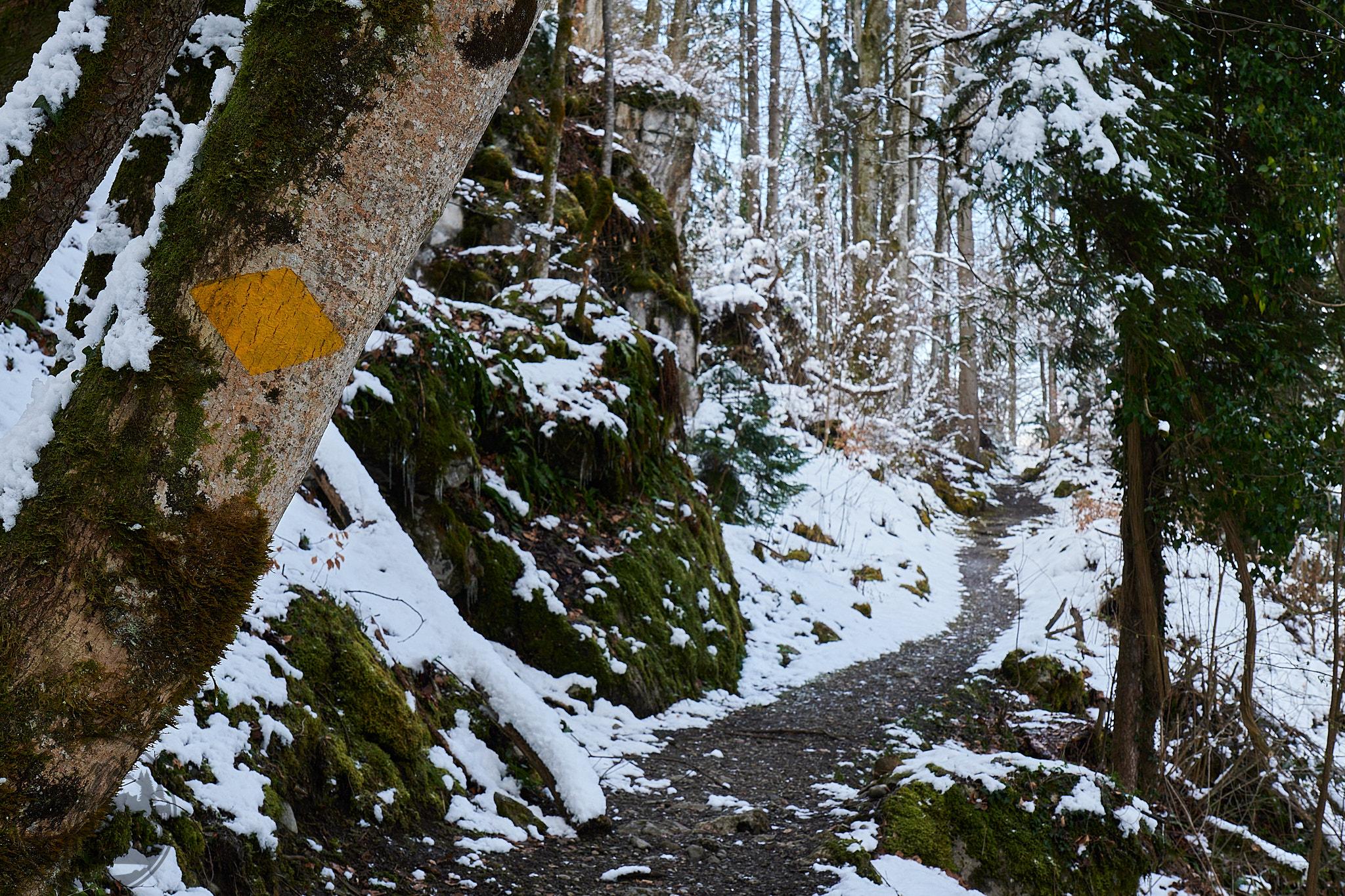 Schöne Waldwege