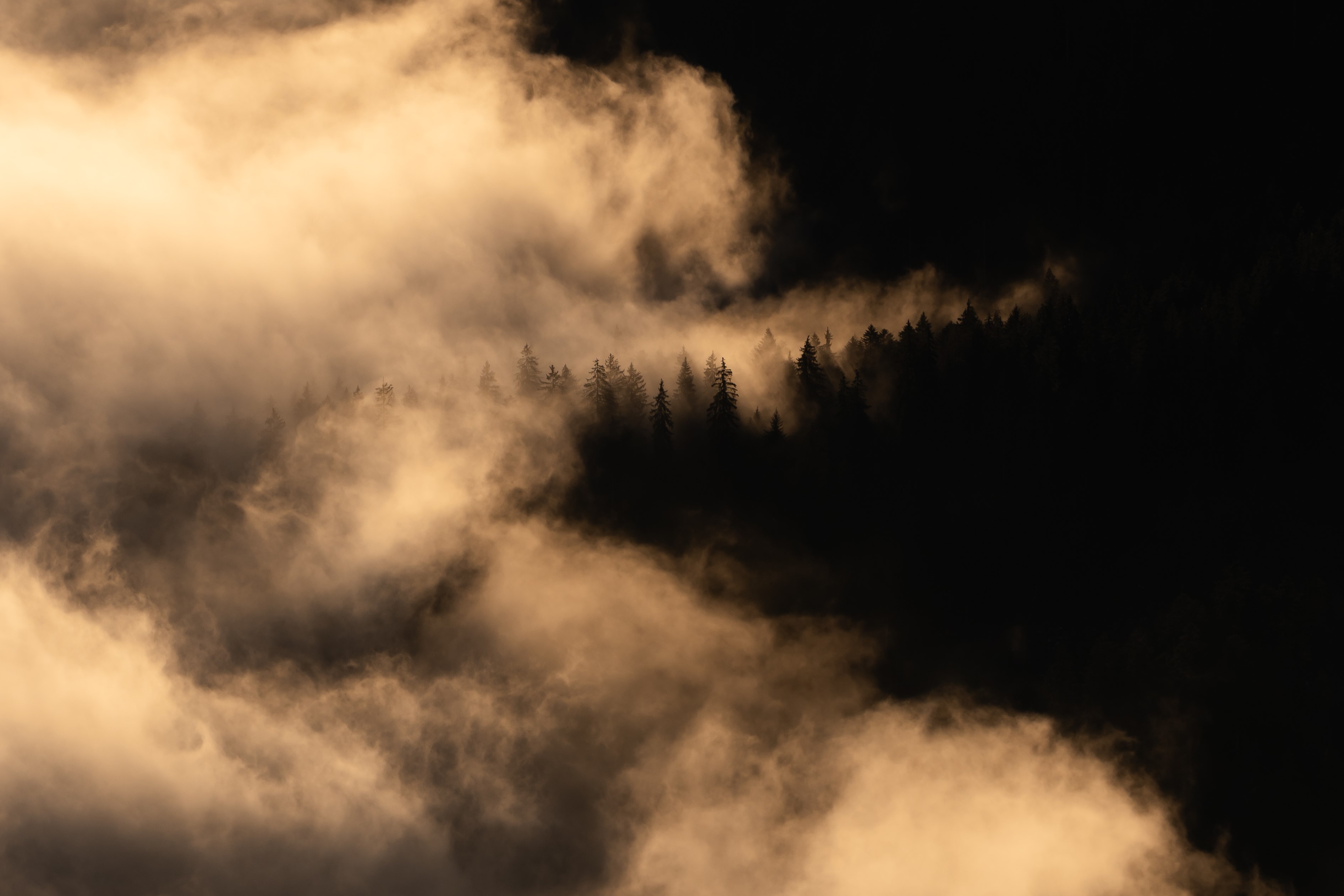 Wald im Nebelmeer