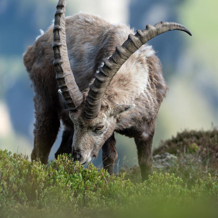 Steinbock beim Frühstück