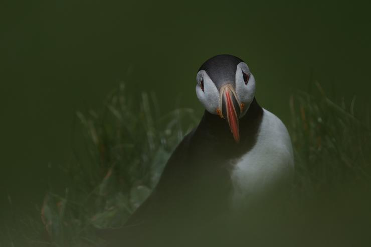 Papageientaucher
