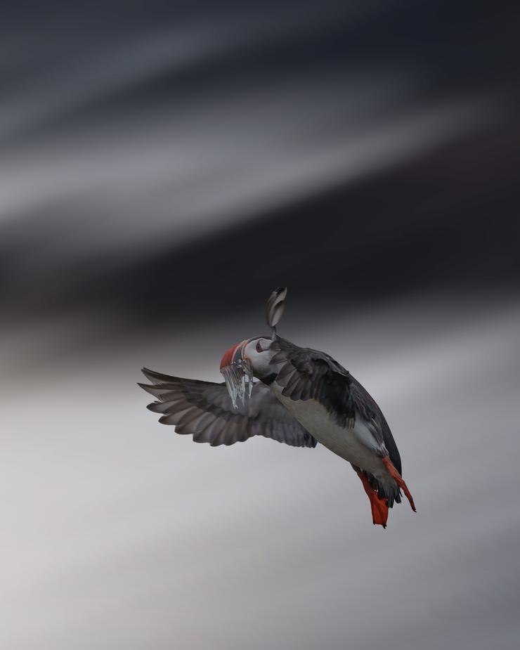 Papageitaucher im Flug