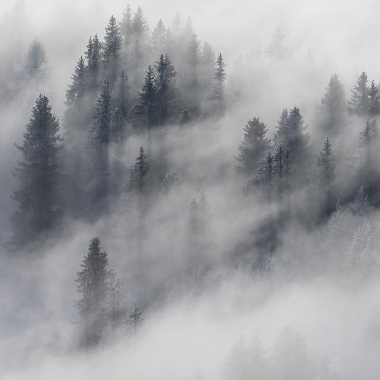 Wald im Nebel