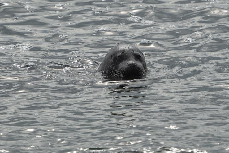 Seehund auf Island