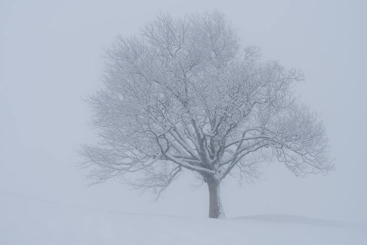 Baum im Schneekleid